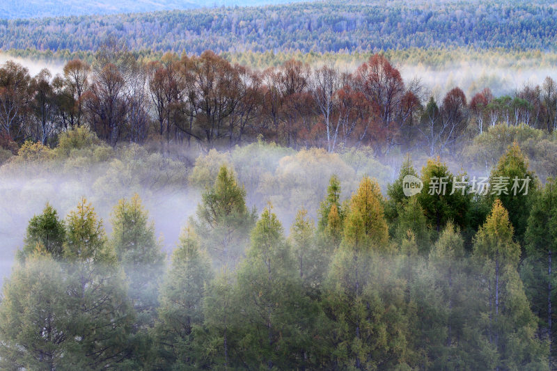 晨雾中的多彩树林