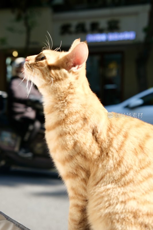 猫晒太阳