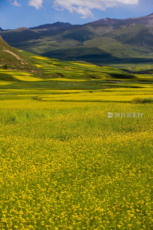 青海省油菜花