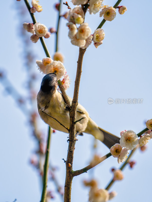 春天的樱花与小鸟