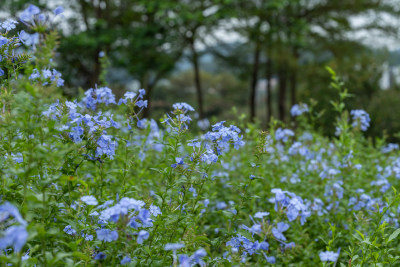 公园里的蓝雪花