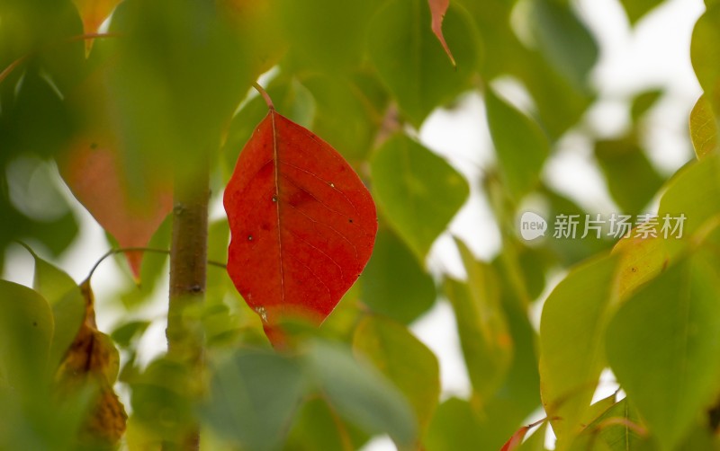 重庆酉阳：霜降后的小草“披金戴银”