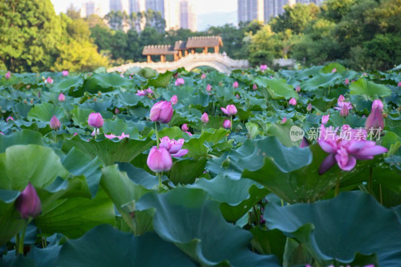 夏日的福州金山公园荷花