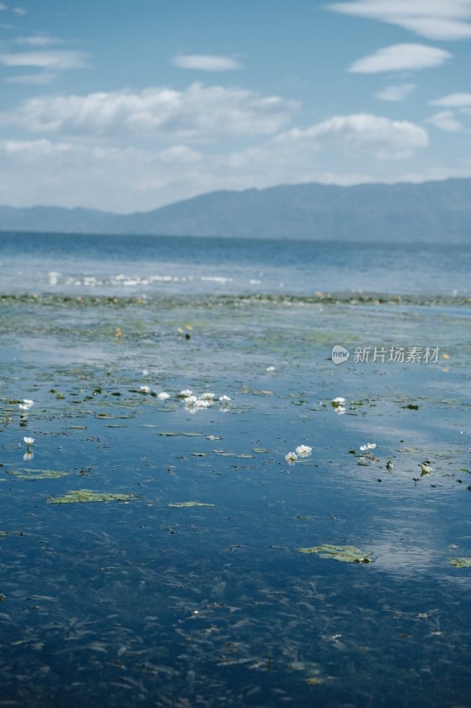 洱海水面上漂浮水性杨花的湖泊自然风光全景