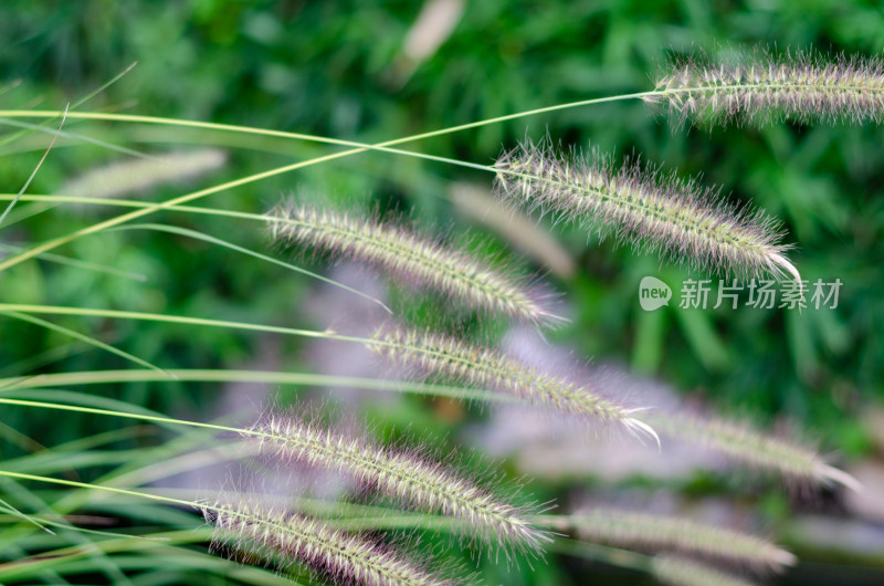 生长的很茂盛的狗尾巴草