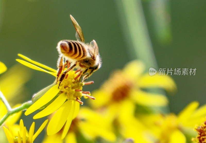 重庆酉阳：蜜蜂与鲜花
