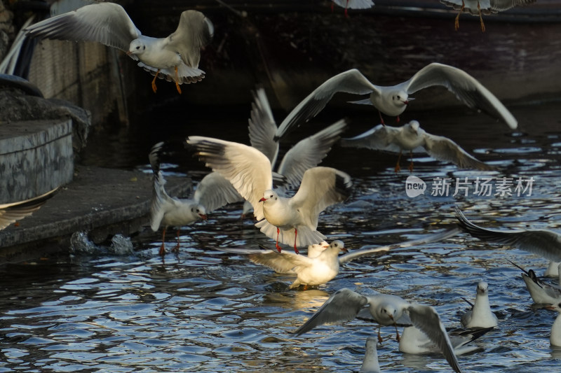 昆明大观楼公园水面上飞翔的海鸥群