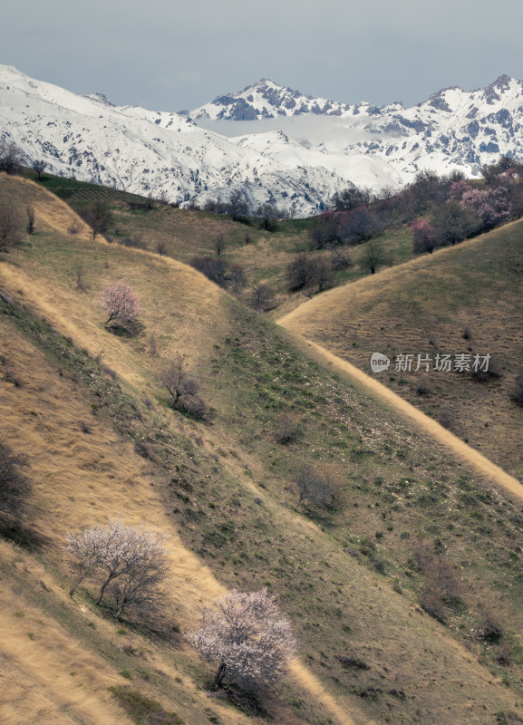 雪山下的多彩山坡与零星开花树木