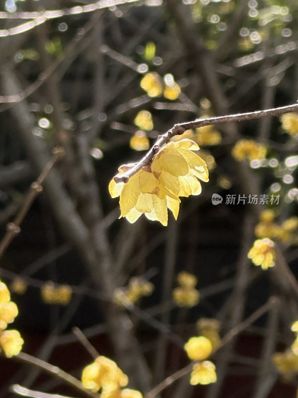 红墙前绽放的黄色花朵