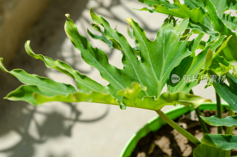 阳光下的绿植盆景和大叶春羽特写