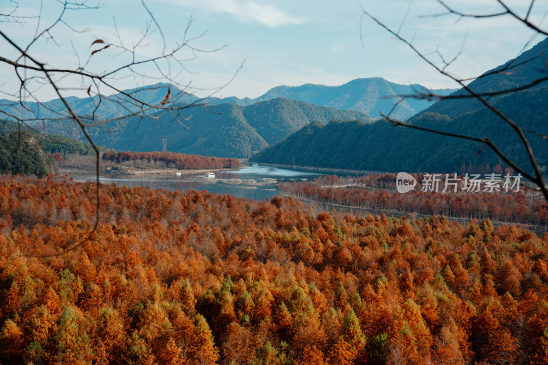 山林间色彩斑斓的红杉林秋景