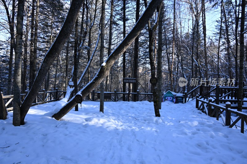 积雪覆盖的森林小径及周边雪景