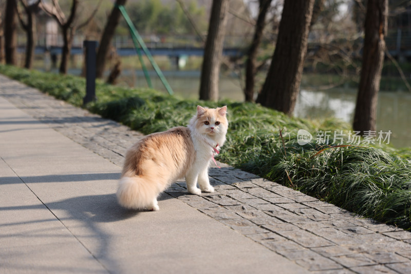 一只在路上行走的英国长毛猫