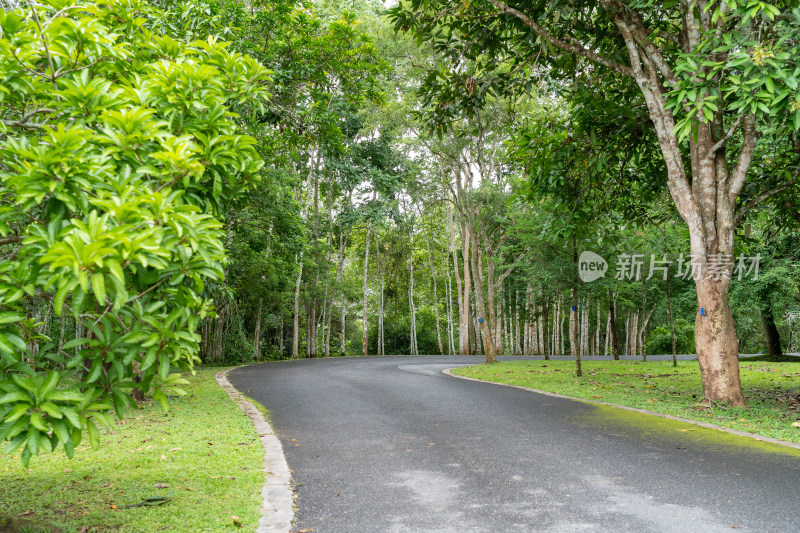 西双版纳中科院植物园里的道路