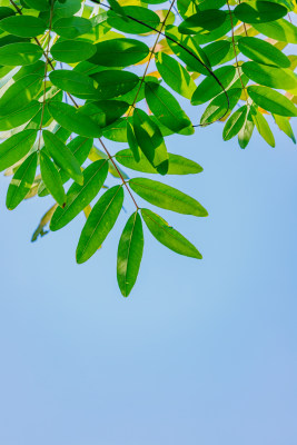 夏日阳光下的叶子