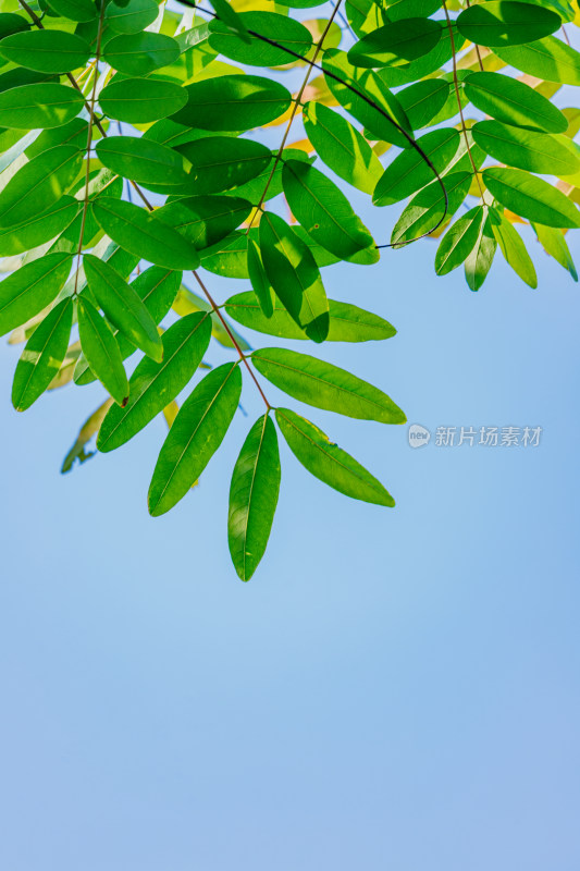 夏日阳光下的叶子