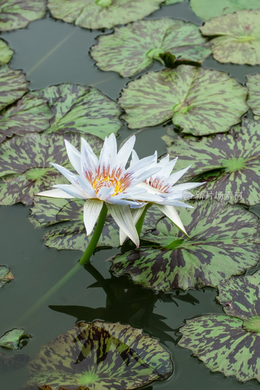 北京国家植物园睡莲