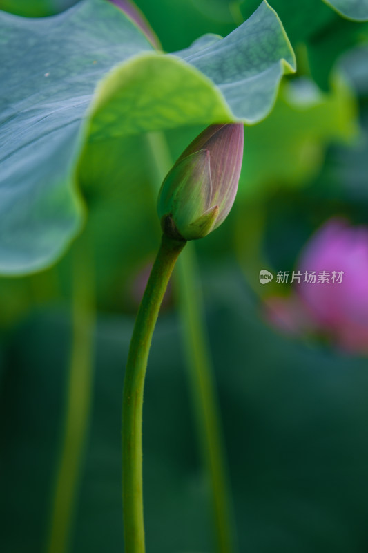 荷花盛开素材