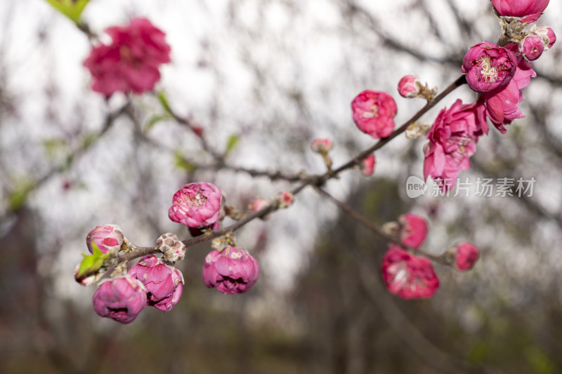 春天绽放的红色碧桃花特写