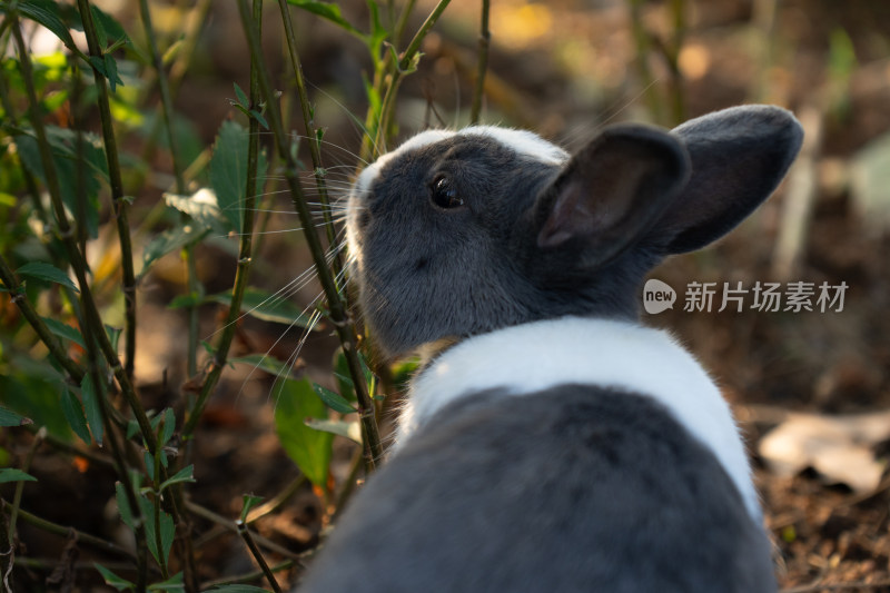 家兔特写镜头