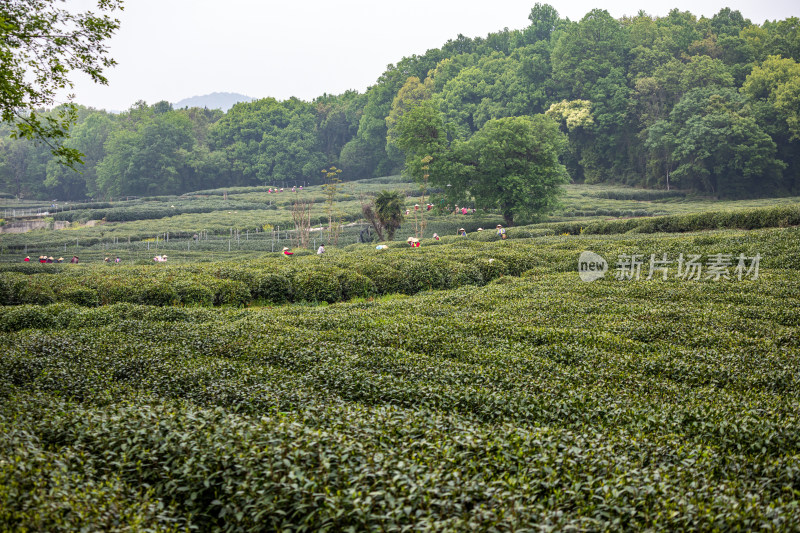 雨中的西湖龙井茶园自然风光