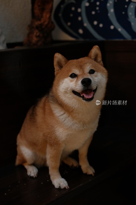 微笑柴犬