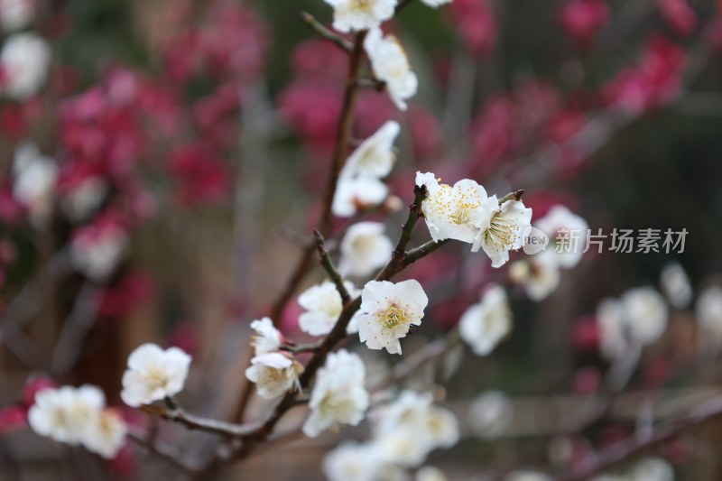 盛开的白色梅花特写