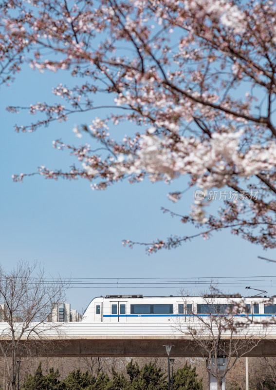 春天天津滨海新区穿越樱花花海的地铁