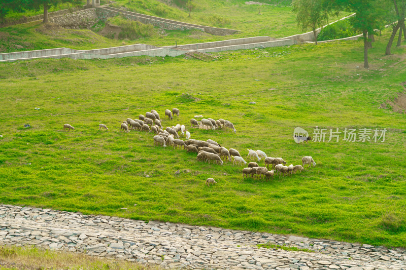 户外草地上牧羊犬正在放羊