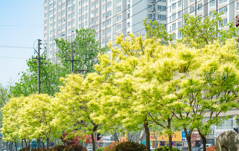 夏天城市街道旁一排鹅黄色的树