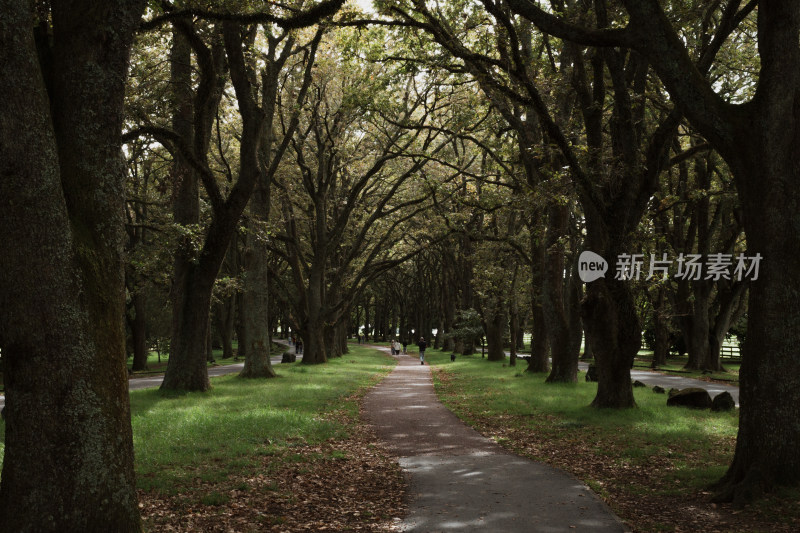 新西兰苍天大树和草地公园