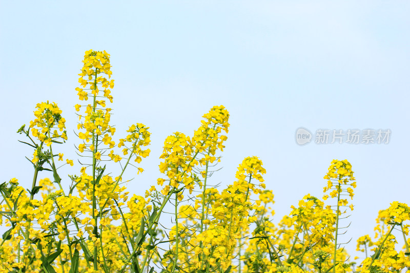 蓝色自然背景中的油菜花