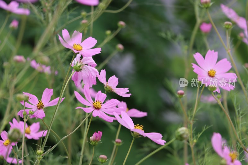 漂亮的格桑花