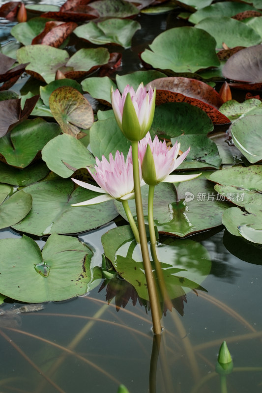 北京国家植物园睡莲