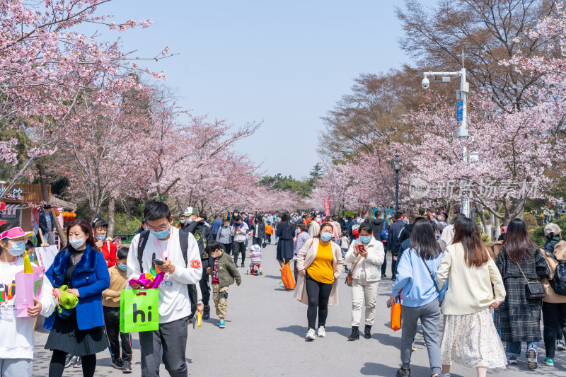 青岛中山公园樱花盛开的粉色樱花