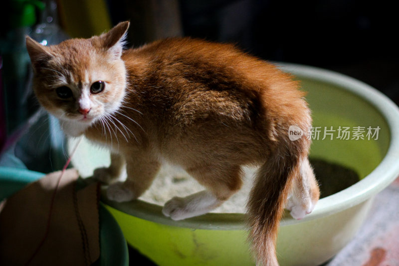 橘色的小猫