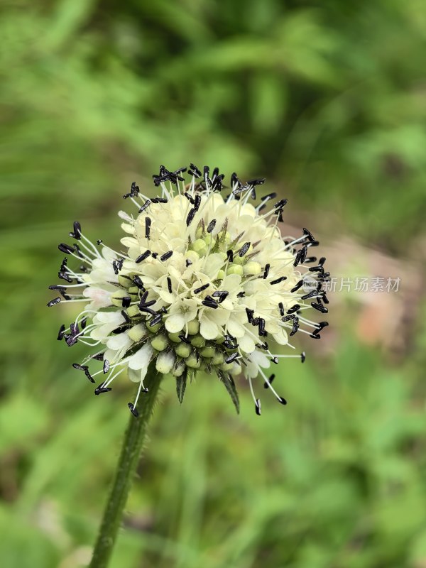 花花、微距、特写、荷花、昆虫