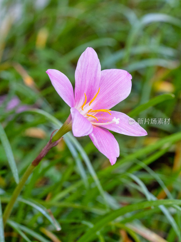 春天的韭莲开花