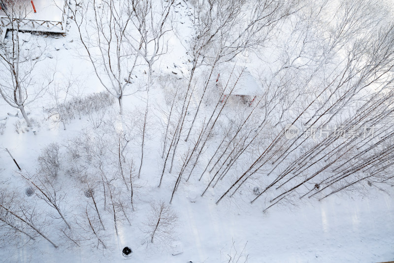 俯拍大雪中楼下的小树林