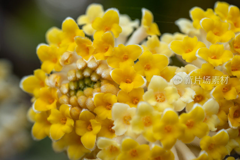 微距下的植物结香花