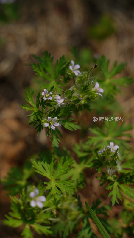 野花植物素材——老颧草