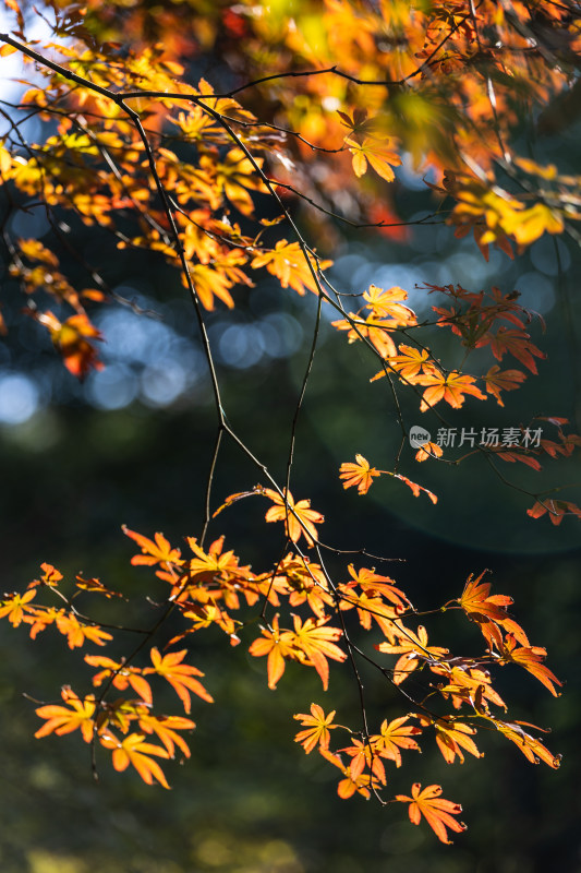 太子湾公园红枫