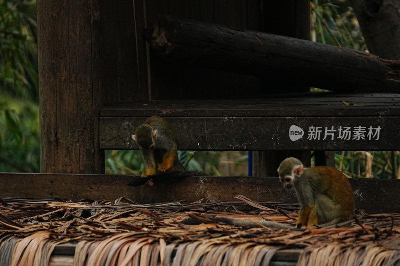 两只松鼠猴在木架上活动