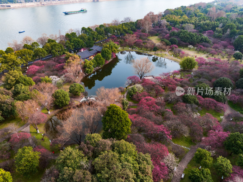 长沙橘子洲梅园梅花