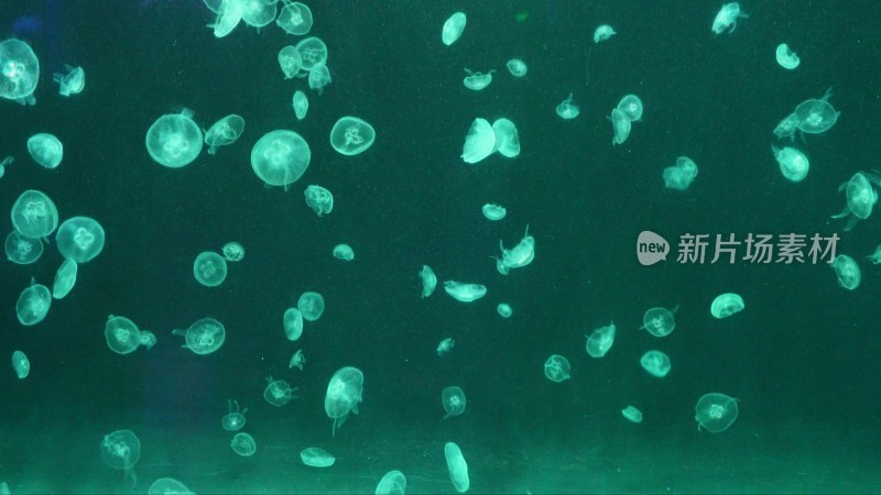 瘤手水母海底世界深海水母