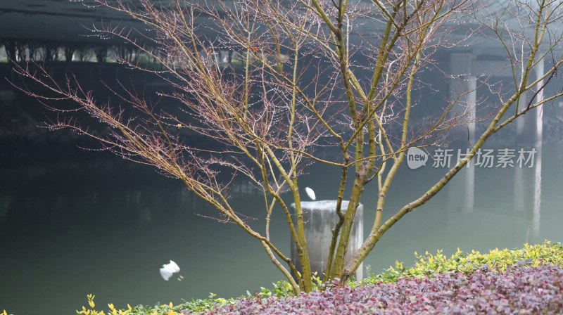 水边有新叶的树木景象