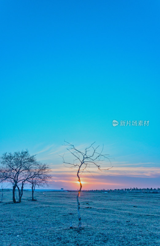 内蒙古呼伦贝尔海拉尔草原日落夕阳与枯树