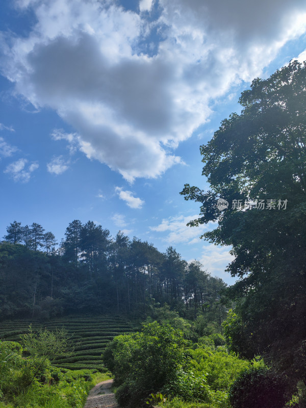 蓝天白云下的山林茶园风光