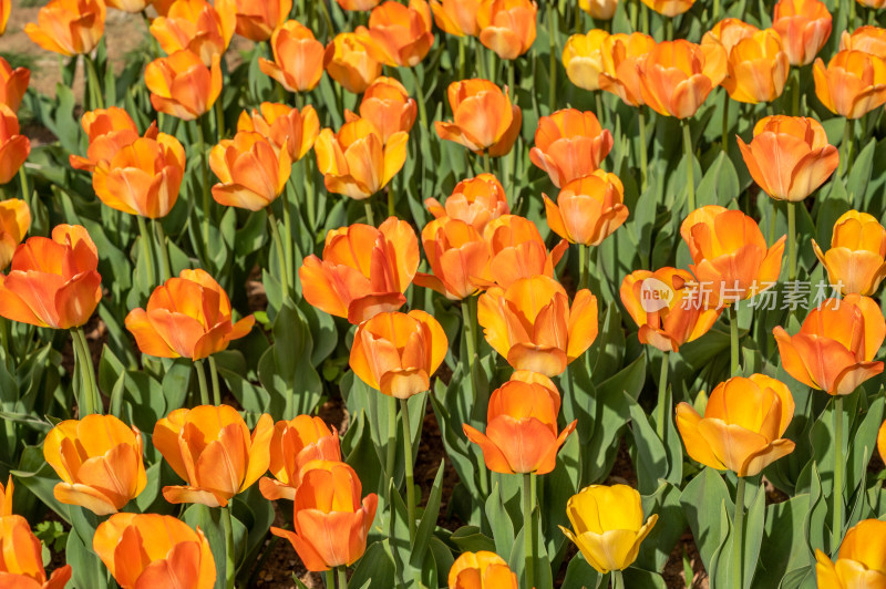 橙色郁金香花卉景观