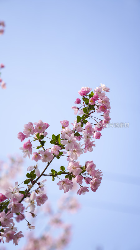 春日盛开的粉色海棠花枝特写